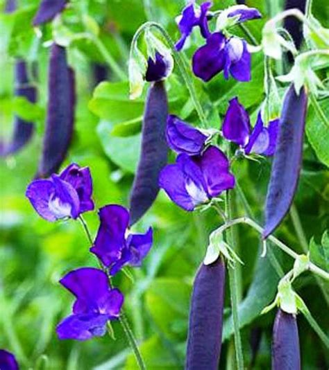 Buy Pea Purple Podded Seed Australian Seed