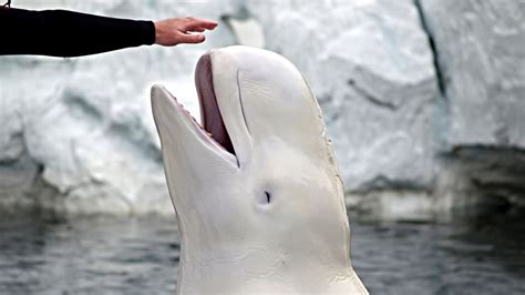 Female Narwhals And Beluga Whales Go Through Menopause Too Mental Floss