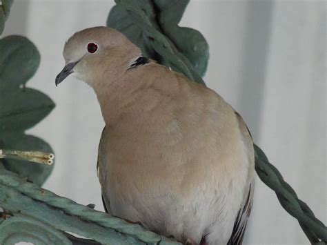 Sebelum kalian membawa puppies ke rumah, sebaiknya kalian pastikan jika kondisi rumah kalian aman bagi mereka. Burung Perkutut Gacor Harus Dilatih dengan Tepat, Berikut ...