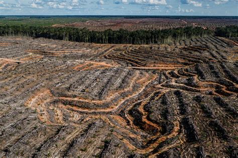 Deforestation Is Slowing But Palm Oil Still Major Driver