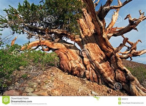 Ancient Bristlecone Pine Tree Stock Photo Image Of