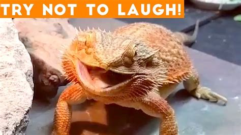 Try Not To Laugh Funniest Animal Compilation December 2018 Funny Pet Videos 100 Jokes