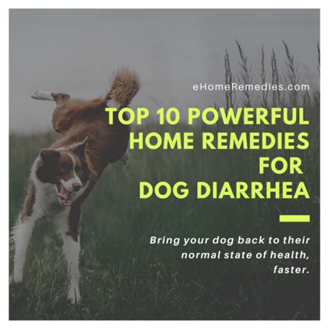 Top 10 Powerful Home Remedies For Dog Diarrhea Ehome Remedies