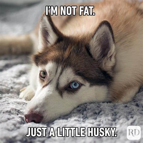 45 Hilarious Dog Memes Youll Laugh At Every Time Readers Digest