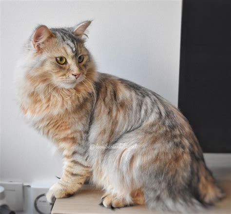 The Sunshine Color A New Color In The Siberian Cats — The Little Carnivore