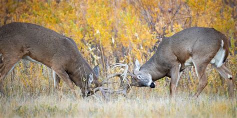 How To Hunt The Rut During Every Phase