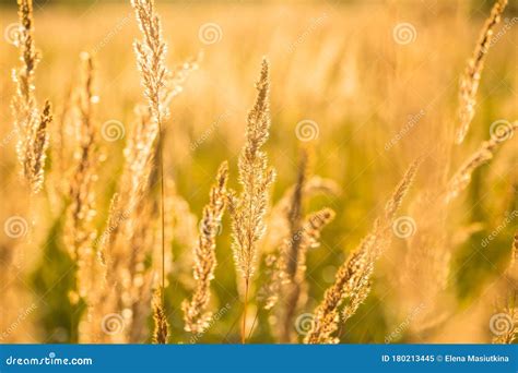 Fescue Meadow Grass Grows In Meadow Stock Image Image Of Flowering
