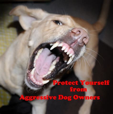 How To Protect Yourself From Aggressive Dogs And Their Owners Pethelpful