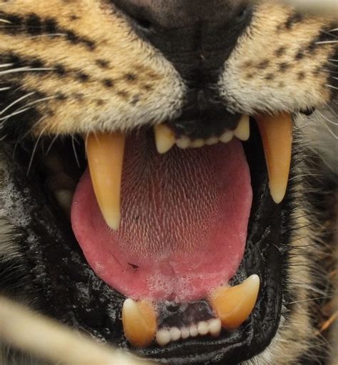 Amur Leopard Showing Teeth