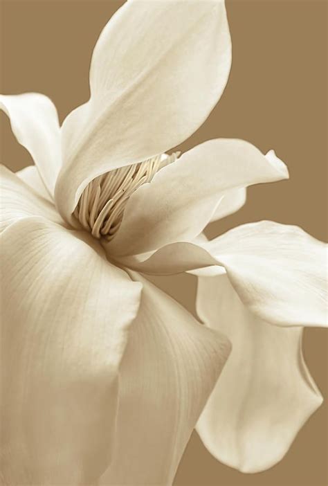Magnolia Photograph Magnolia Flower Sepia In Five By Jennie Marie