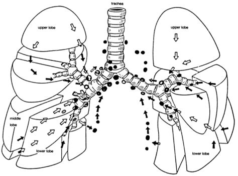 Lymphatic Drainage Of The Lungs Superficial Bronchopulmonary Nodes