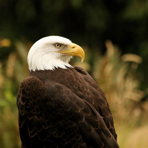 Northern Bald Eagle Northern Bald Eagle Haliaeetus Leucoc Flickr