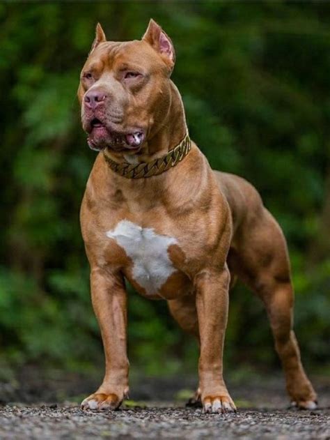 10 Fascinating Facts About Red Nose Pitbull Terriers You Need To Know