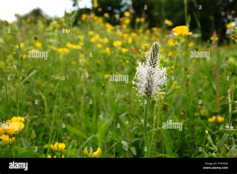A Wild White Hoary Plantain Grows In A Wildflower Meadow Studded With
