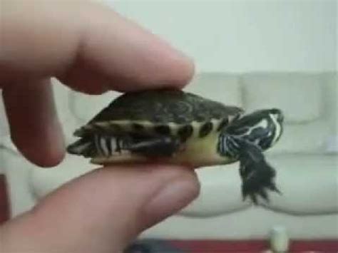 I assume you want a small turtle that stays small. Cutest turtle in the world! (no kidding) - YouTube