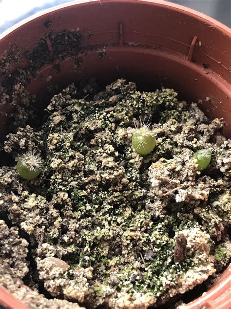On the other hand, the cactus plant is extremely low in saturated fat and cholesterol. Can anyone confirm if these are cacti seedlings or are ...