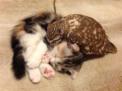 When A Cat And An Owl Develop A Beautiful Friendship Kotaku Australia