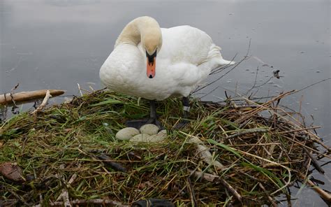 Swan Nests With Eggs Water