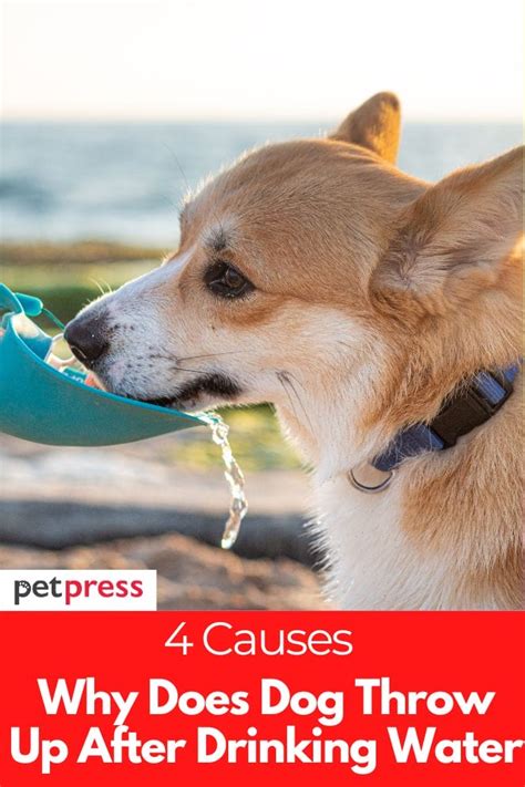 4 Causes Why Does My Dog Throw Up After Drinking Water