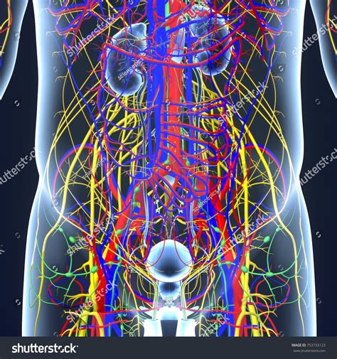 Circulatory System Nerves Lymph Nodes 3d 库存插图 753733123 Shutterstock