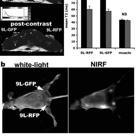 3 A In Vivo NIRF Optical Imaging Of Mice Bearing Bilateral 9L GFP