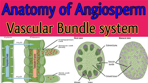 Vascular Tissue In Plant Origin Of Vascular Bundle Components Of