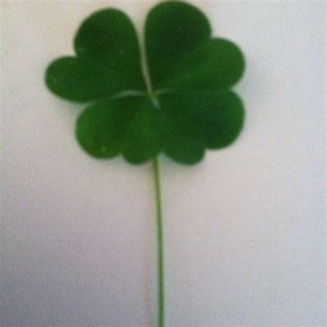 A Four Leaf Clover Is Shown Against A White Wall