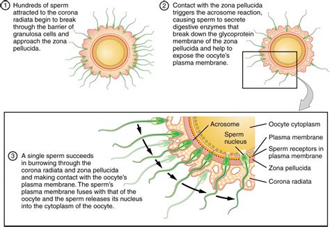 fertilization anatomy and physiology