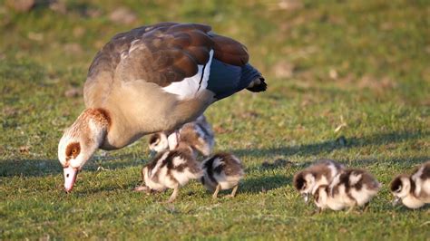 Cygnets Goslings Ducklings And Chicks Youtube