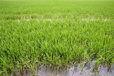 Green Rice Plants In Irrigation Spring Fields — Stock Photo
