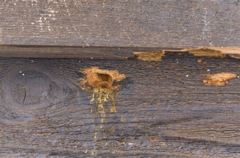 Where Carpenter Bees Nest And How To Get Rid Of Carpenter Bees Nests