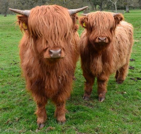 Highland Cows Also Known As Daisy Coos Scottish Highland Cow