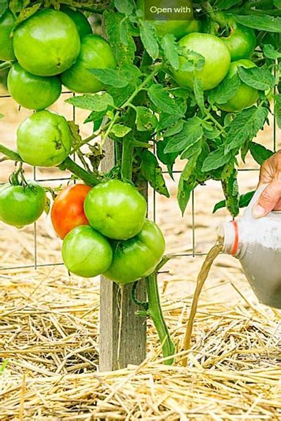 How To Prune Pepper And Tomato Plants For A Great Crop With Video