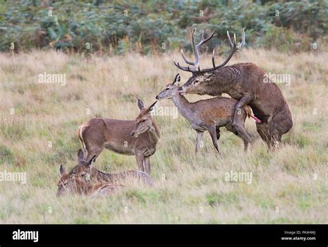 Deer Mating Fotos Und Bildmaterial In Hoher Auflösung Alamy