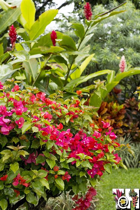 The Best Tropical Garden Hotels - Hotel Bougainvillea, San José... | Tropical garden, Tropical ...