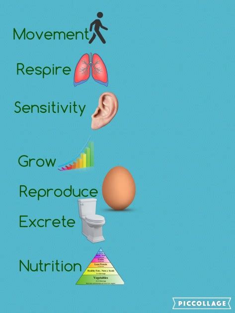 Characteristics Of Living Things