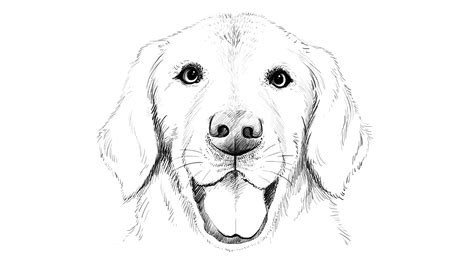 The puppy is sitting on this side; 88+ Realistic Golden Retriever Drawing Easy - l2sanpiero