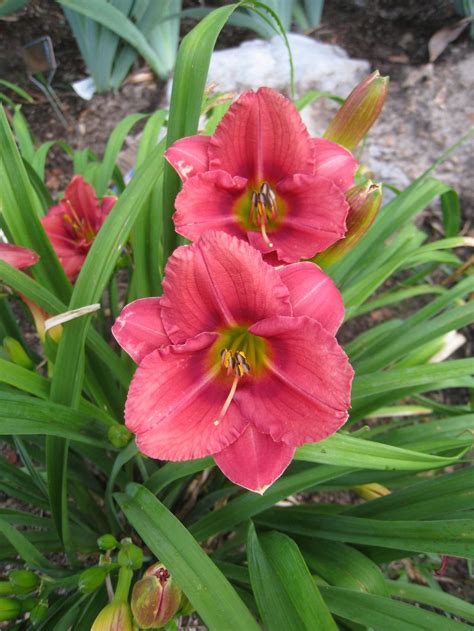 Mini Daylily Hemerocallis Rosy Returns Apps 1999 Day Lilies