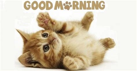 Types of good morning memes. Good morning with cute cat | goodmorningpics.com