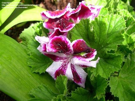 Plantfiles Pictures Regal Pelargonium Uk Martha Washington Geranium