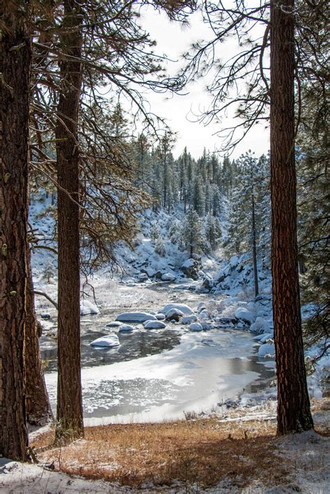 White Christmas At Plumas National Forest Miladidit