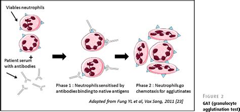 Figure 2 From Autoimmune Neutropenia Semantic Scholar