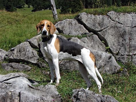 C'est un chien qui est peu souvent calme. Francais tricolore im Rasseportrait - tieranzeigen.at