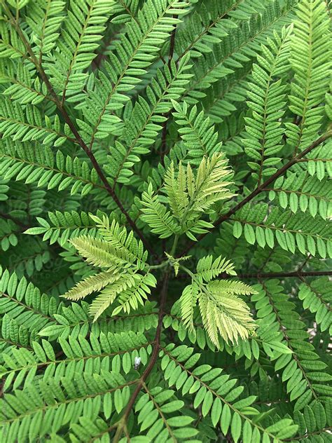 Fern Like Leaves On Jacaranda Tree By Stocksy Contributor Leigh Love