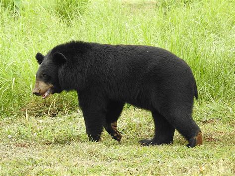 Asiatic Black Bear Wildlife In Nepal
