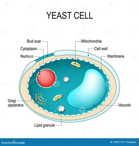 Cross Section Of A Yeast Cell Structure Of Fungal Cell Stock Vector