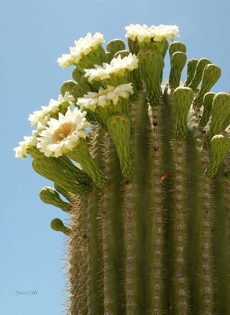 Saguaro Blooms Saguaro Cactus Desert Plants Cactus