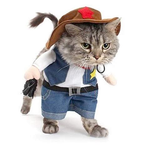 Cat Cowboy Cat Cowboy On A Horse Stock Photo Download Image Now