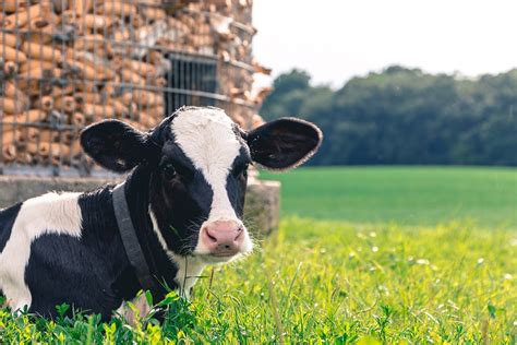 Cow Farm Animal Free Photo On Pixabay
