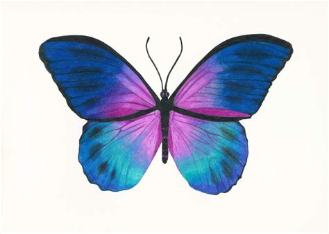 Blue Morpho Butterfly Drawing Beautiful Butterflies Art Butterfly